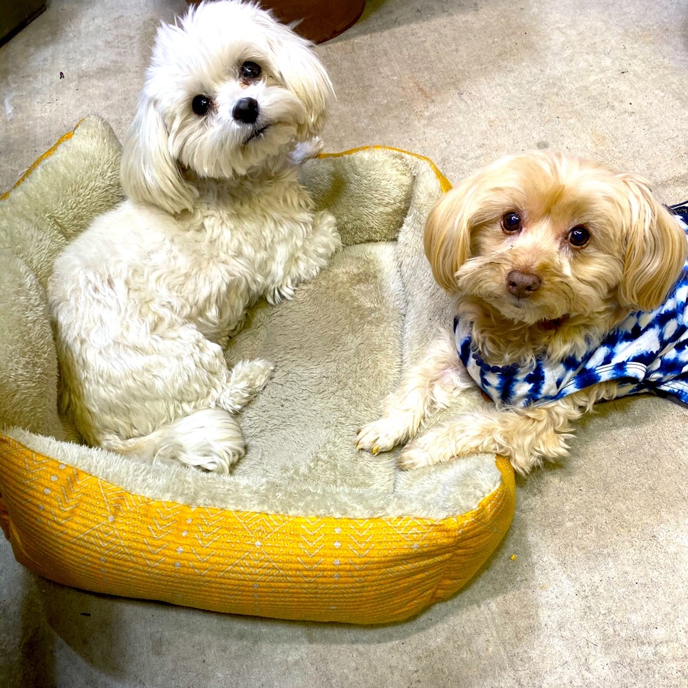 ❤️❤️❤️ My four legged furry babies